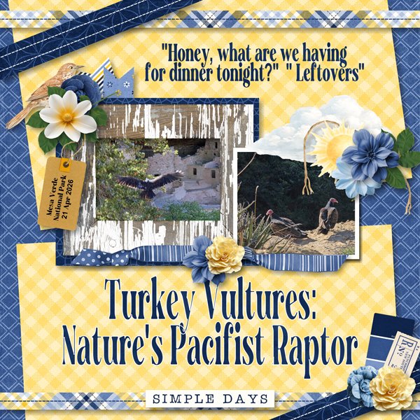 Turkey Vultures