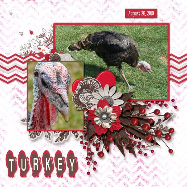 turkey_small
