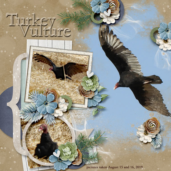 Turkey_Vulture_small