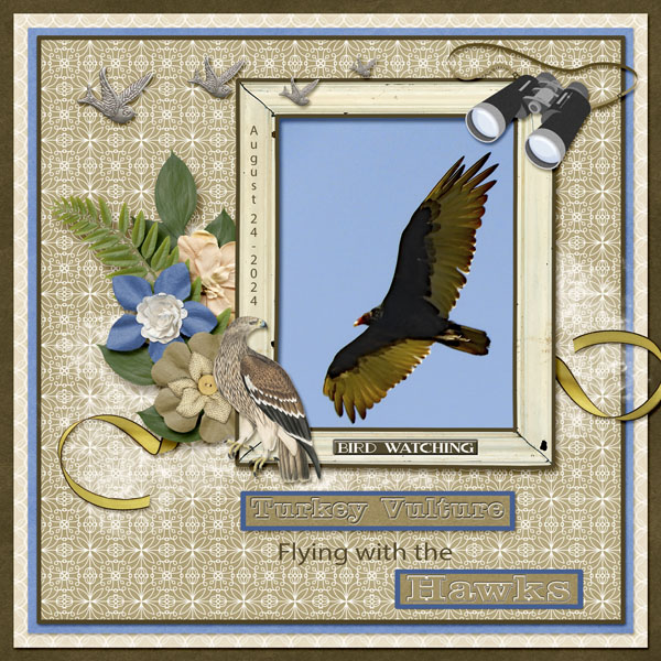 Turkey_Vulture_small1