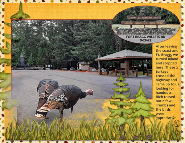 turkeys looking for handouts