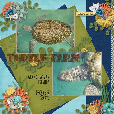 Turtle farm