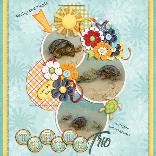 Turtle Trio