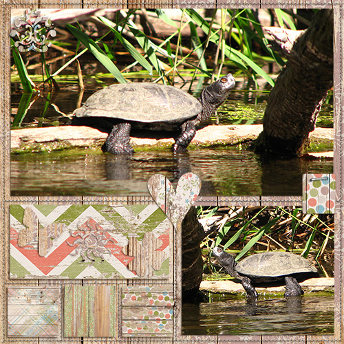Turtle
