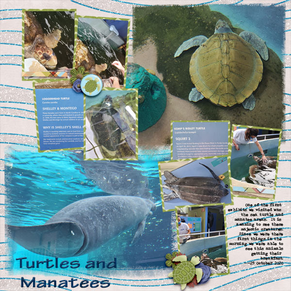 Turtles and Manatees at Mote Marine Sarasota