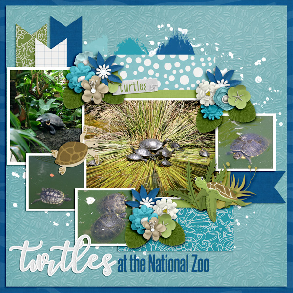 Turtles at the National Zoo
