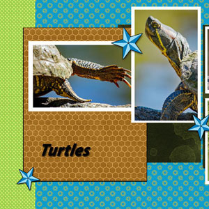 Turtles Tesudines