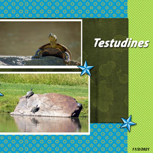 Turtles Tesudines