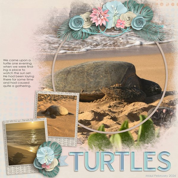Turtles-web.jpg