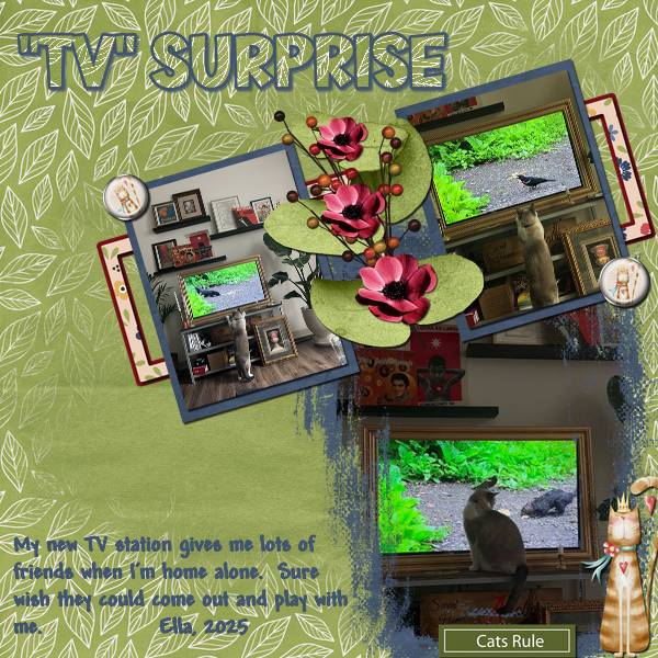 TV Surprise