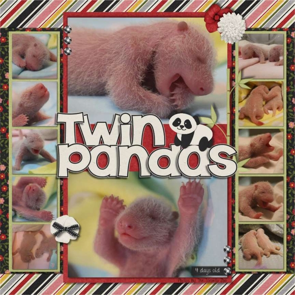 ...Twin Pandas