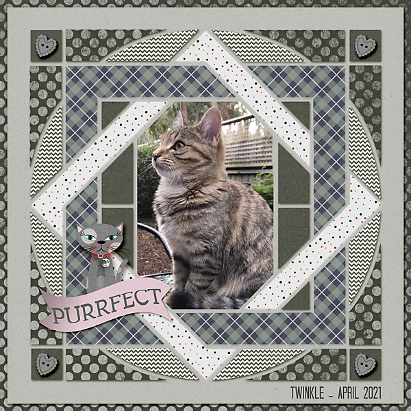 Twinkle Twinkle Beautiful Cat