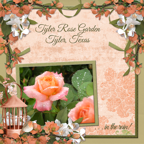 Tyler Rose Garden in the rain!