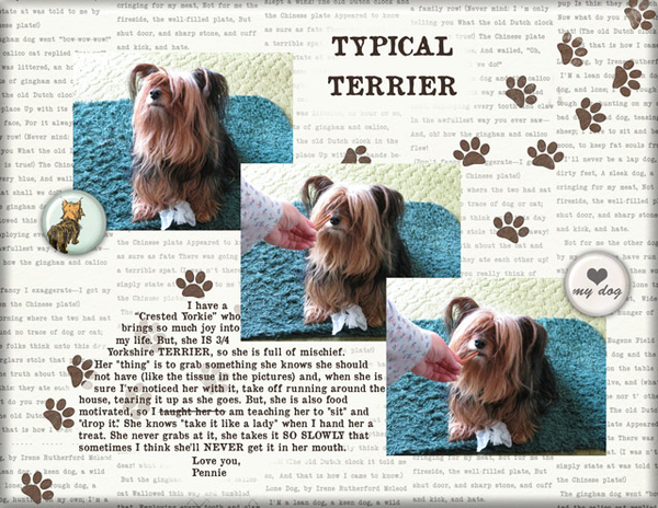 Typical Terrier