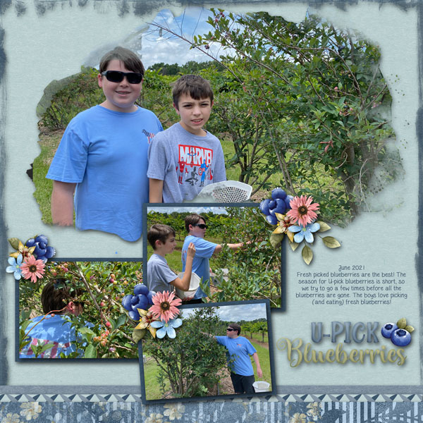 U-Pick Blueberries