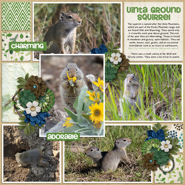 Uinta Squirrels