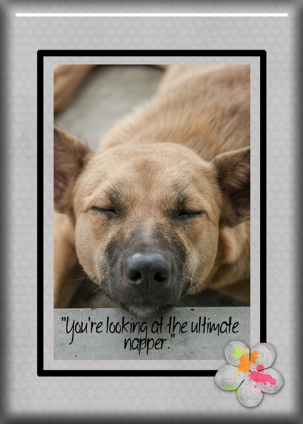 Ultimate Napper