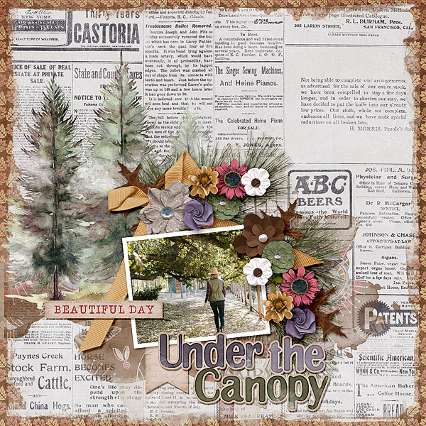 Under the Canopy