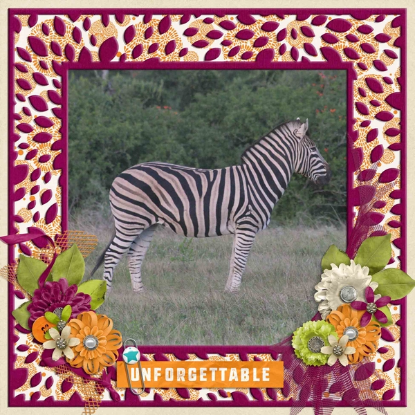 Unforgettable Zebra