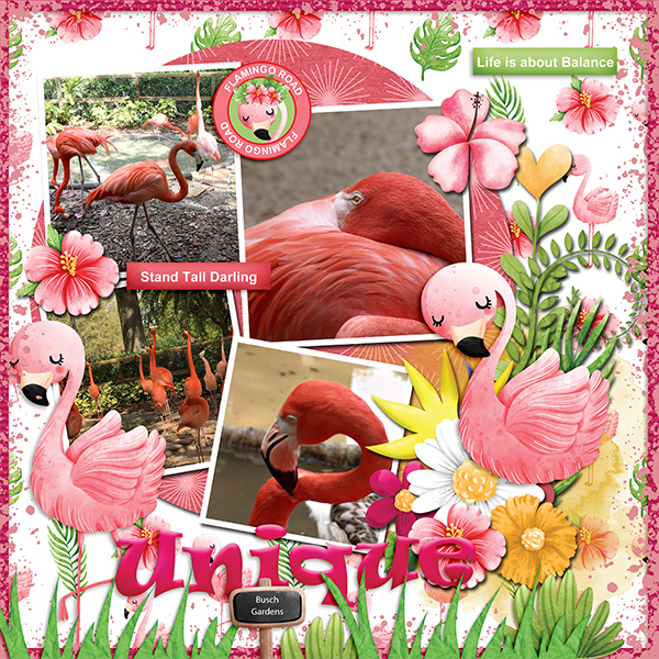 Unique Flamingos