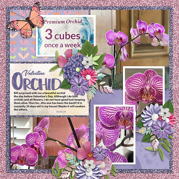 Valentine Orchids- 2024
