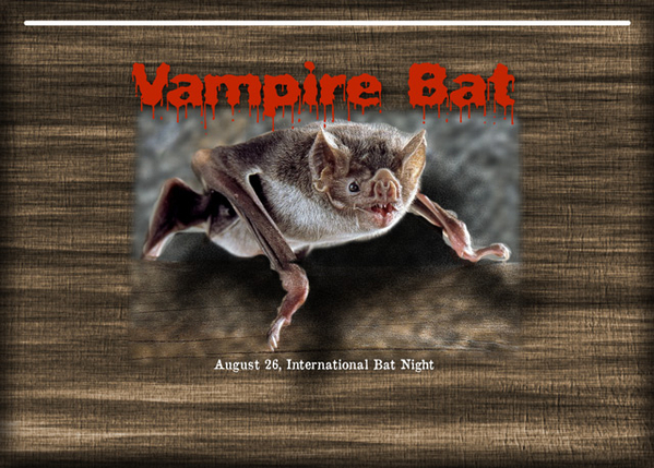Vampire Bat