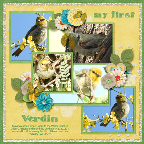 Verdin-Mother