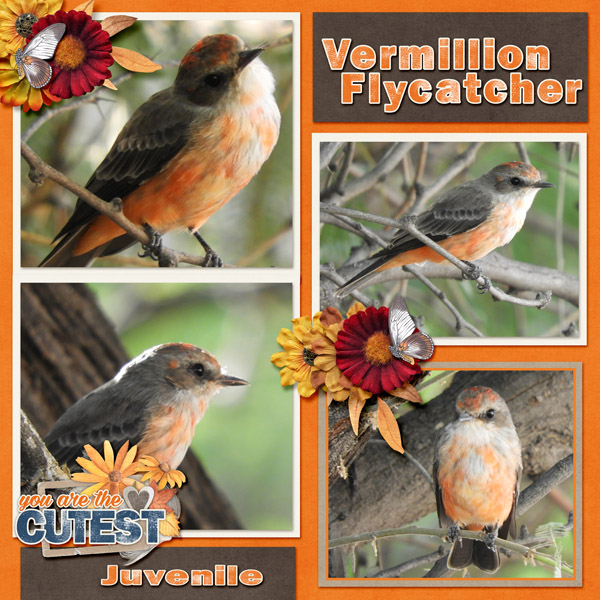 vermillion_flycatcher_2019_October