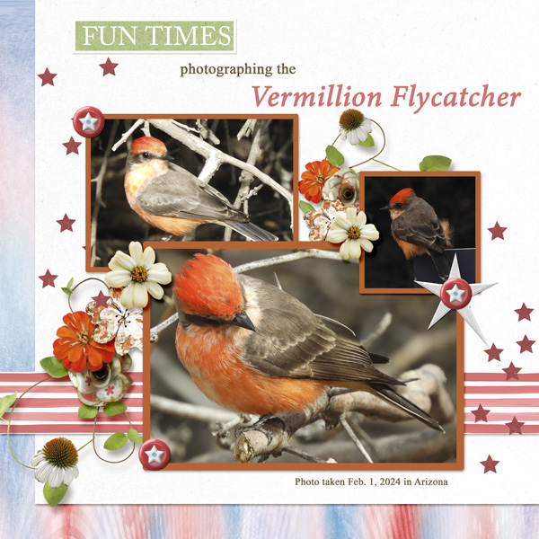 Vermillion_Flycatcher_small1
