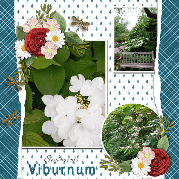 Viburnum