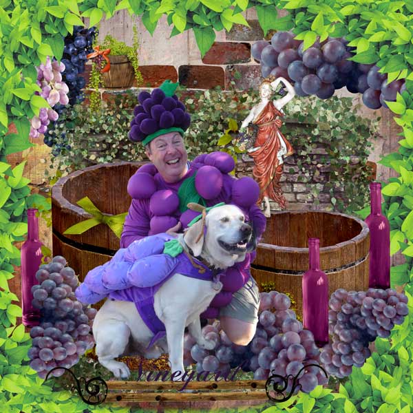 Vineyard