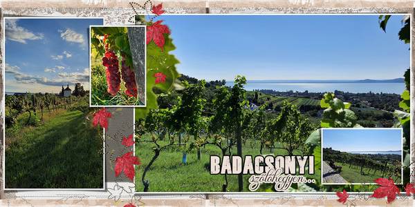 Vineyard
