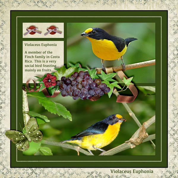 Violaceus Euphonia