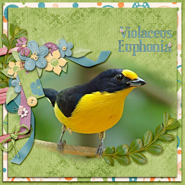 Violaceus Euphonia