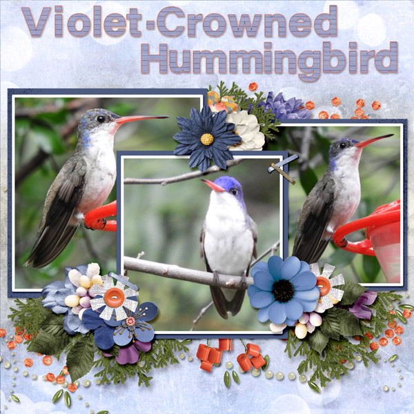 violet-crowned_hummingbird_small