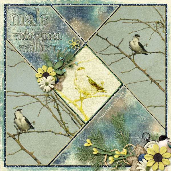 violet-green_swallow_male_small
