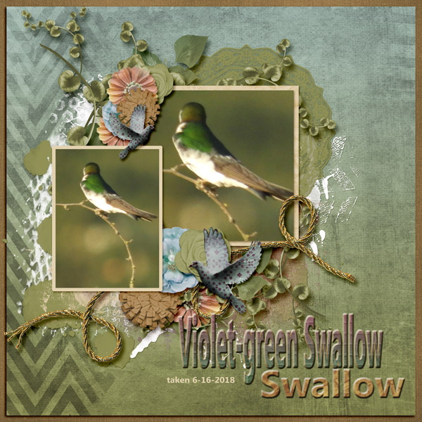 Violet-green_Swallow_small