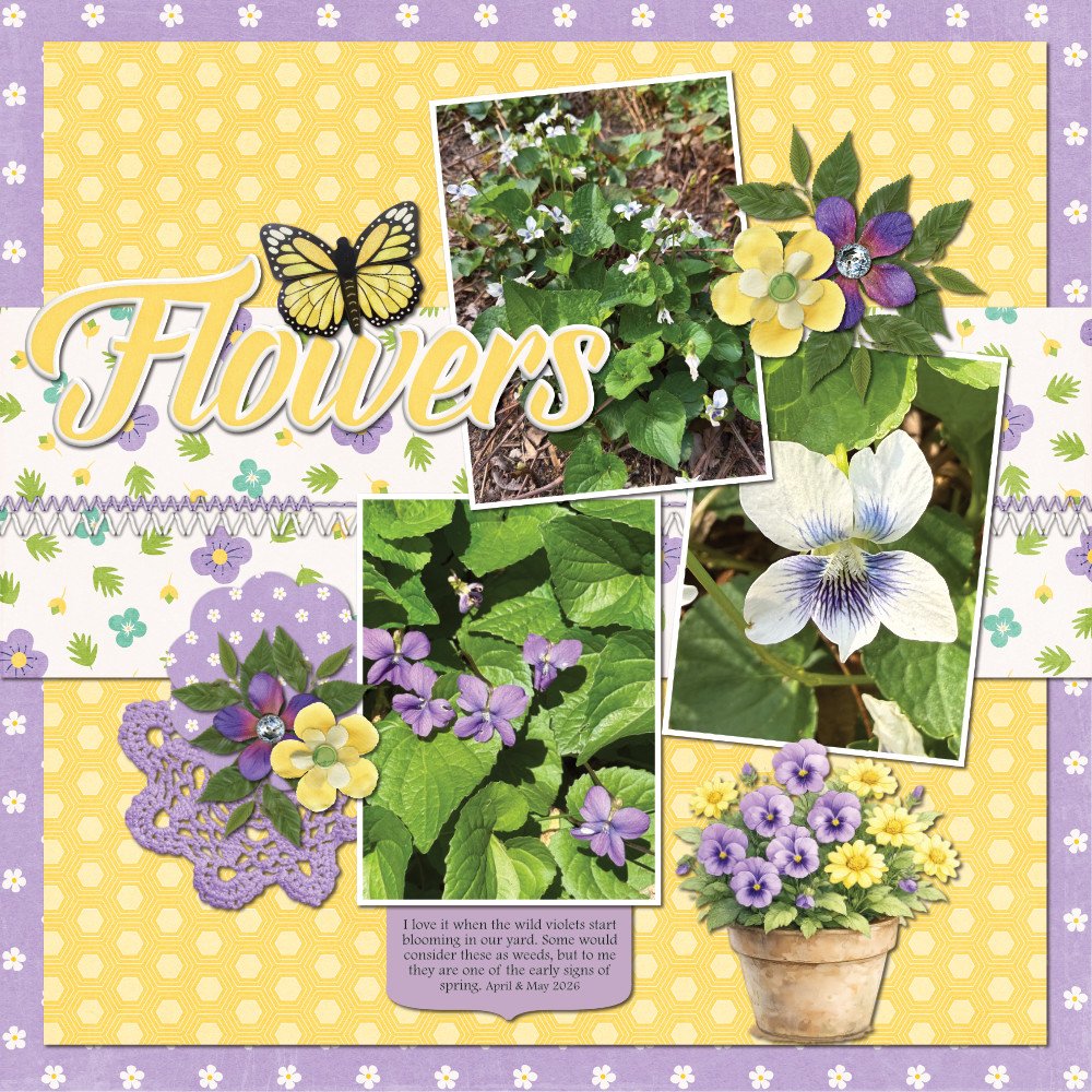 Violets 5-11-26