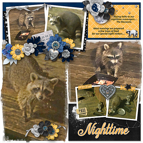 Visiting Raccoons