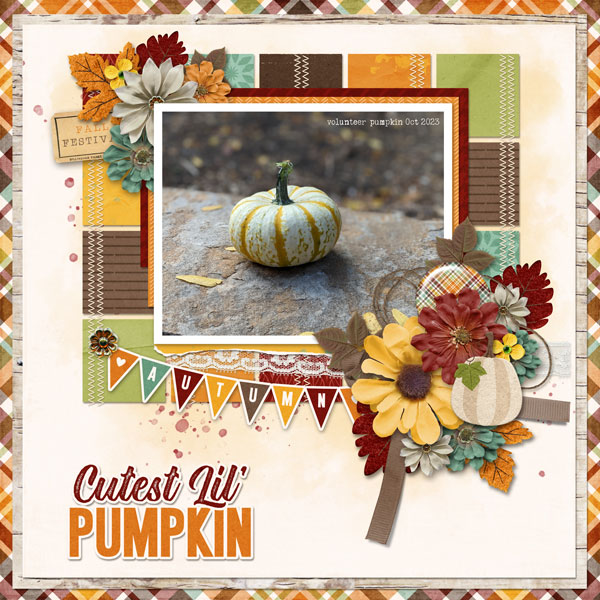 Voluteer Pumpkin