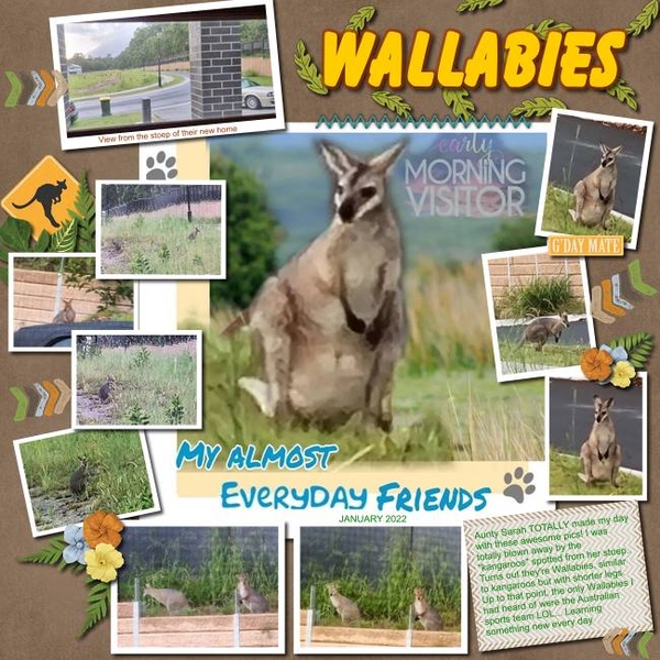 Wallabies 202201