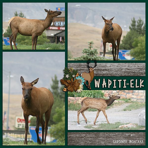 Wapiti Elk