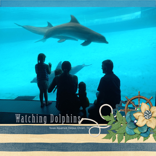 Watching Dolphins