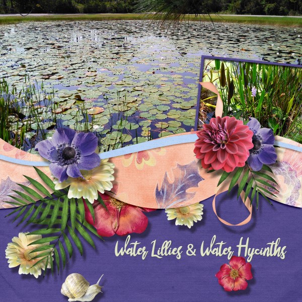 Water Lilies + Water Hyacinths
