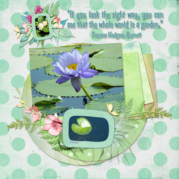 Water Lily Garden