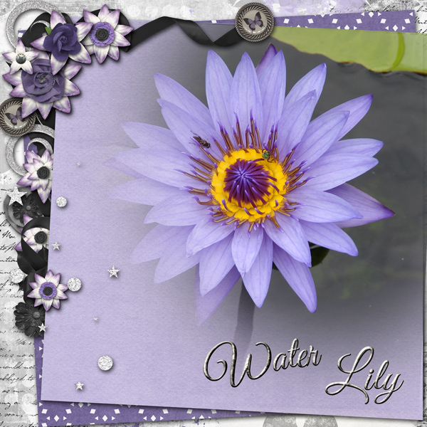Water Lily