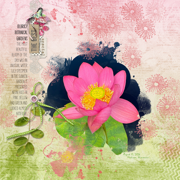 Water Lily