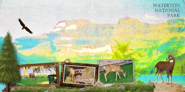 Waterton Wildlife