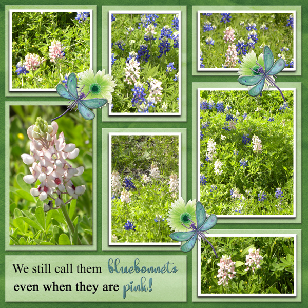 We still call them bluebonnets even when they are pink