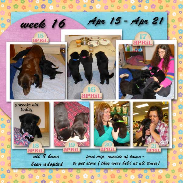 week-16_-2013